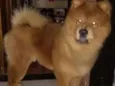 Simba
