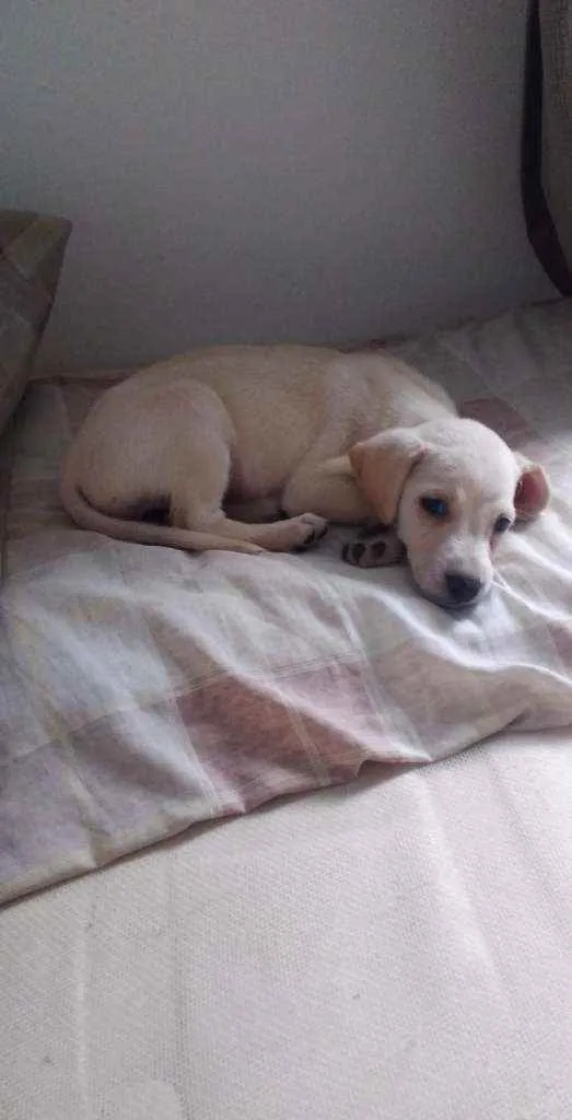 Cachorro ra a Vira Lata  idade 2 a 6 meses nome Morgana