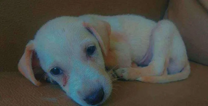 Cachorro ra a Vira Lata  idade 2 a 6 meses nome Morgana