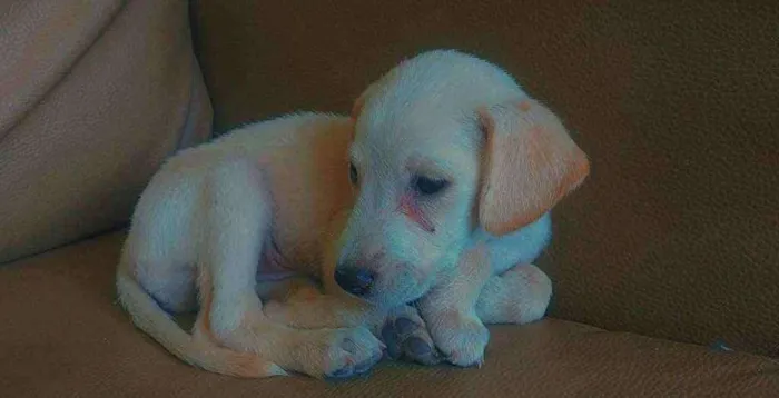 Cachorro ra a Vira Lata  idade 2 a 6 meses nome Morgana