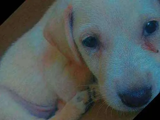 Cachorro ra a Vira Lata  idade 2 a 6 meses nome Morgana