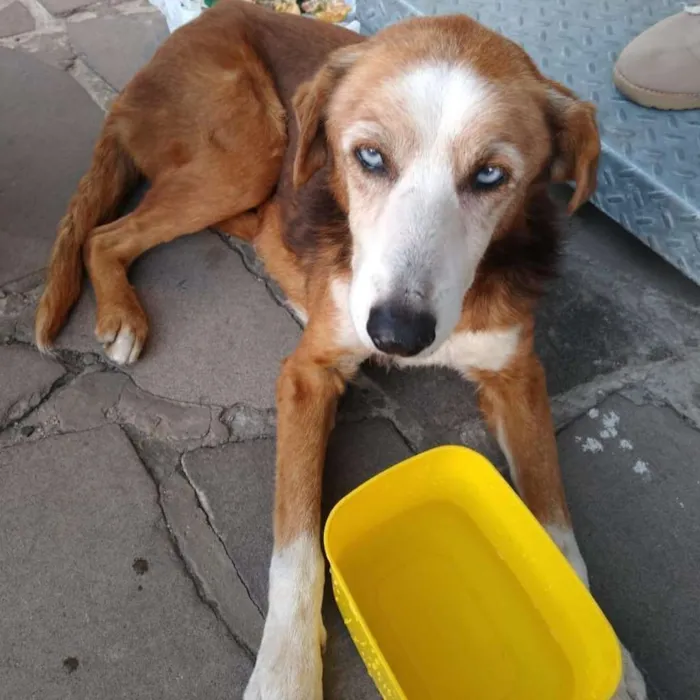 Cachorro ra a SRD-ViraLata idade 6 ou mais anos nome Blue