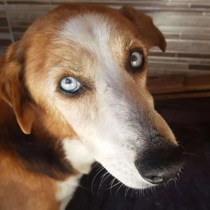 Cachorro ra a SRD-ViraLata idade 6 ou mais anos nome Blue