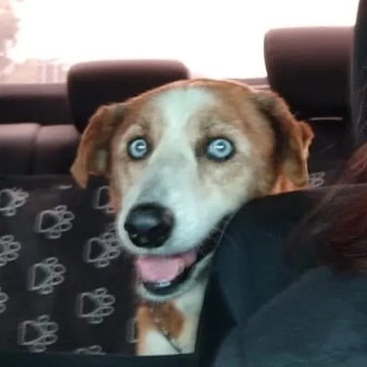 Cachorro ra a SRD-ViraLata idade 6 ou mais anos nome Blue