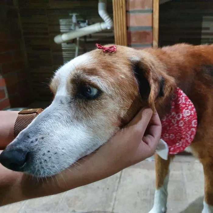 Cachorro ra a SRD-ViraLata idade 6 ou mais anos nome Blue