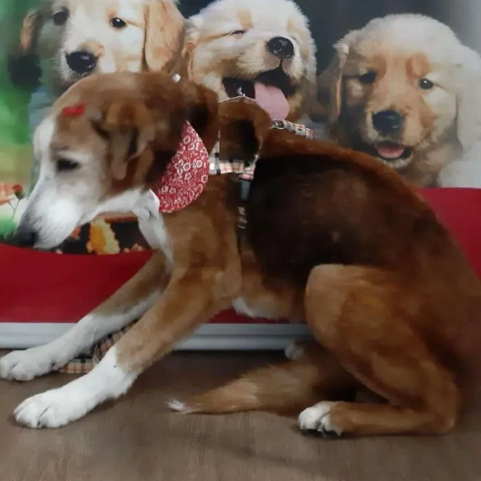 Cachorro ra a SRD-ViraLata idade 6 ou mais anos nome Blue