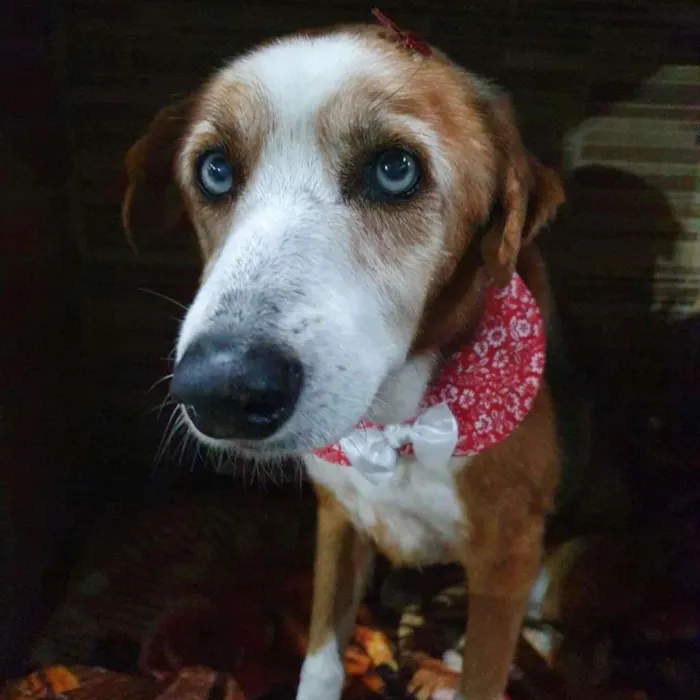 Cachorro ra a SRD-ViraLata idade 6 ou mais anos nome Blue