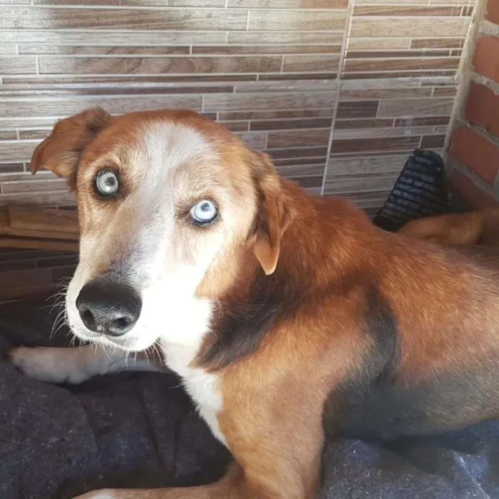 Cachorro ra a SRD-ViraLata idade 6 ou mais anos nome Blue