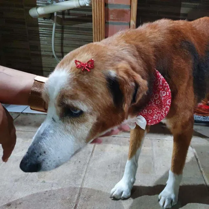 Cachorro ra a SRD-ViraLata idade 6 ou mais anos nome Blue