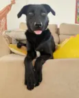 Belinha
