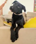Belinha