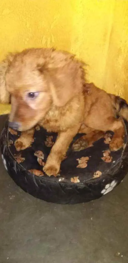 Cachorro raça SRD idade 2 a 6 meses nome Laurinha