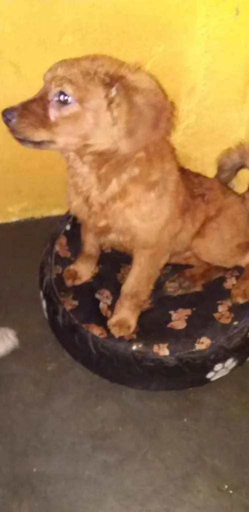 Cachorro raça SRD idade 2 a 6 meses nome Laurinha