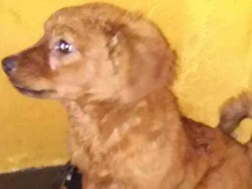 Cachorro raça SRD idade 2 a 6 meses nome Laurinha