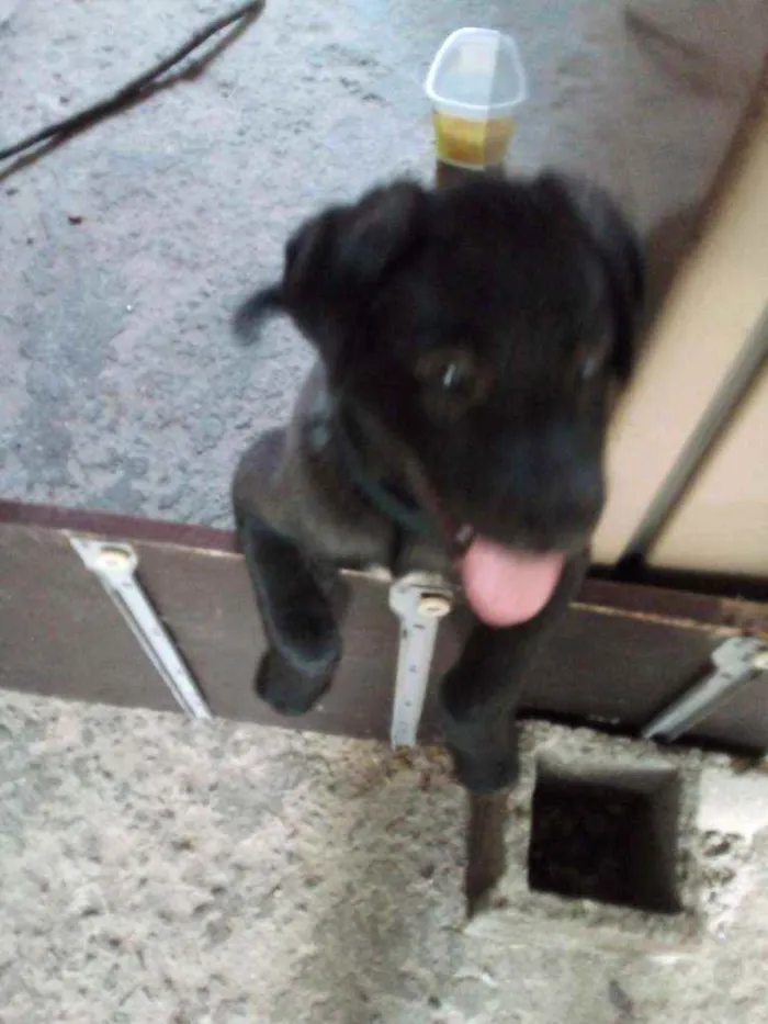 Cachorro ra a Srd idade 2 a 6 meses nome Sem nome