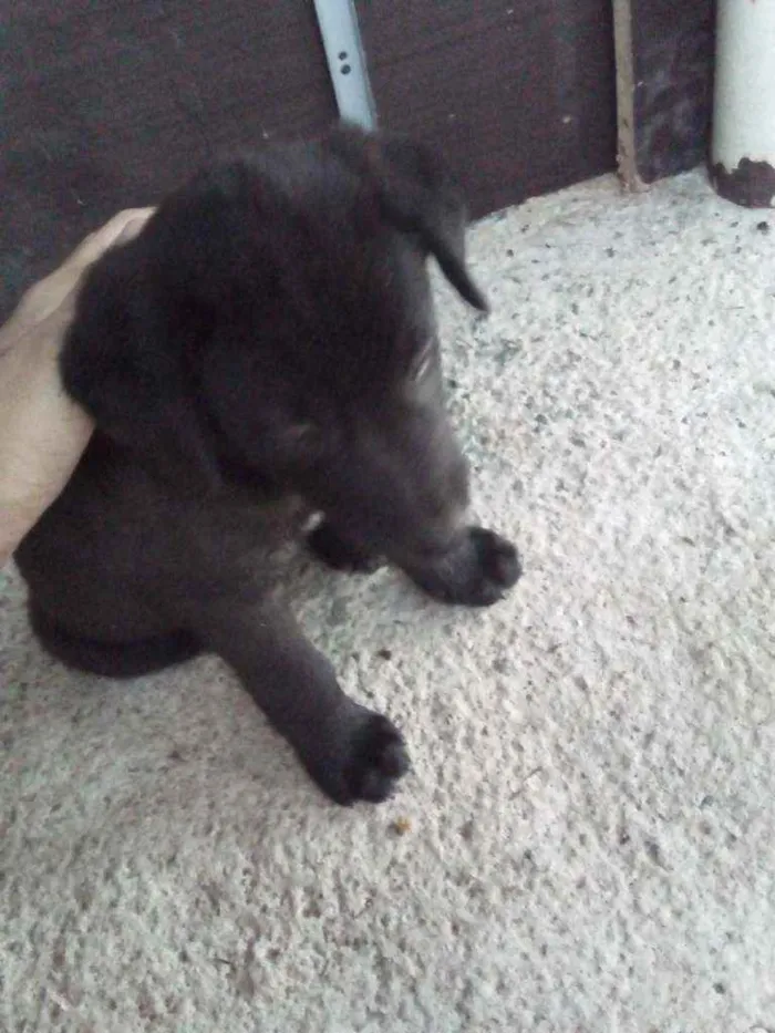 Cachorro ra a Srd idade 2 a 6 meses nome Sem nome
