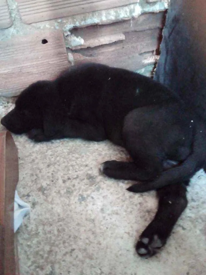 Cachorro ra a Srd idade 2 a 6 meses nome Sem nome