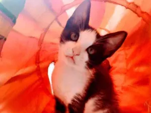 Gato raça SRD-ViraLata idade 2 a 6 meses nome Demolidor