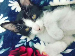 Cachorro raça SRD-ViraLata idade 2 a 6 meses nome Bela
