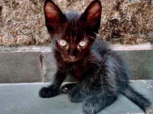 Gato raça SRD-ViraLata idade 2 a 6 meses nome Sabiá