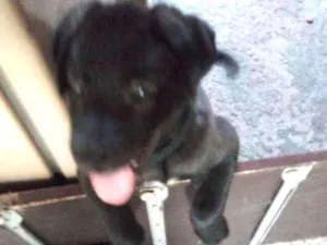 Cachorro raça Srd idade 2 a 6 meses nome Sem nome