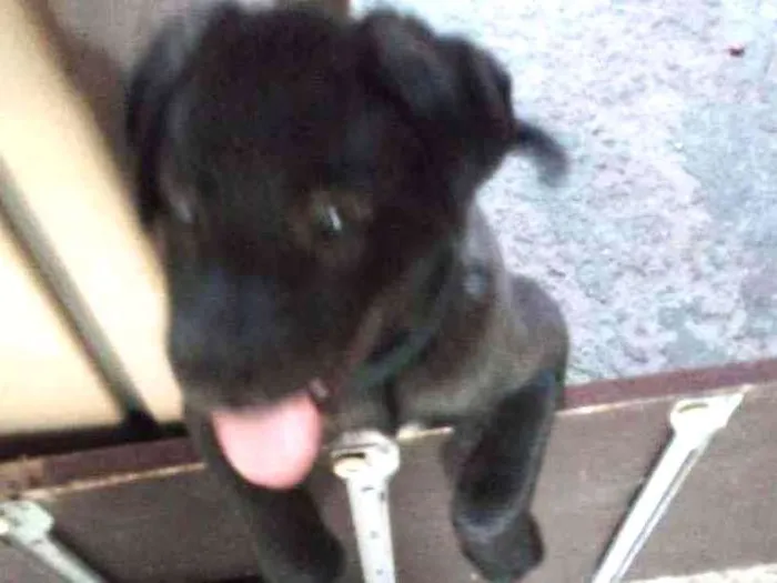 Cachorro ra a Srd idade 2 a 6 meses nome Sem nome