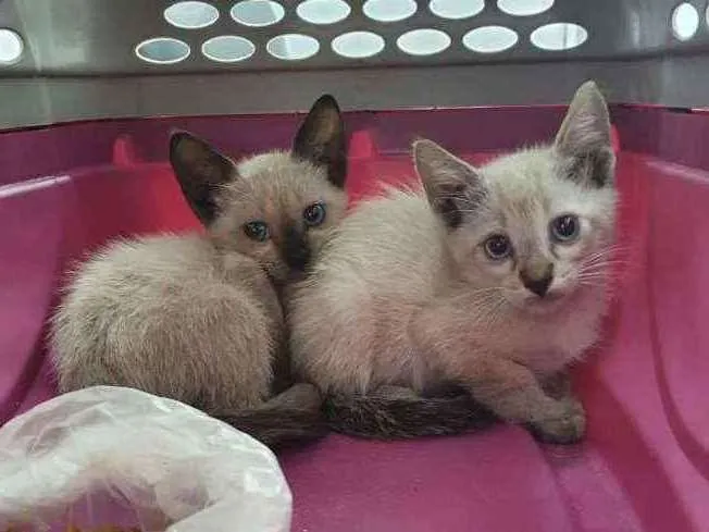 Gato ra a SRD idade Abaixo de 2 meses nome Sialata
