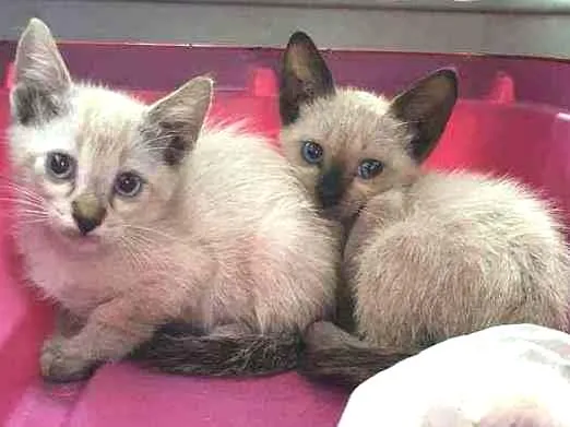 Gato ra a SRD idade Abaixo de 2 meses nome Sialata