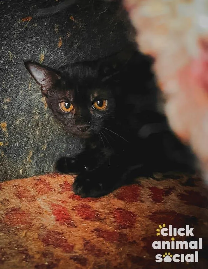 Gato ra a SRD-ViraLata idade 2 a 6 meses nome Naomi