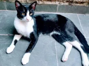 Gato raça SRD-ViraLata idade 2 anos nome Claudio