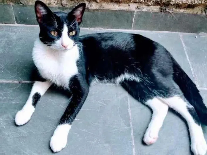 Gato ra a SRD-ViraLata idade 2 anos nome Claudio