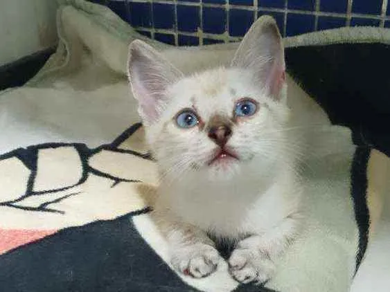 Gato ra a SRD idade Abaixo de 2 meses nome Sialata