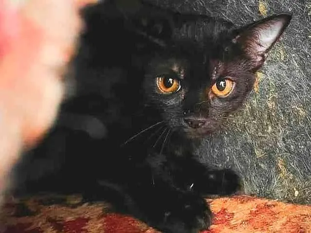 Gato ra a SRD-ViraLata idade 2 a 6 meses nome Naomi