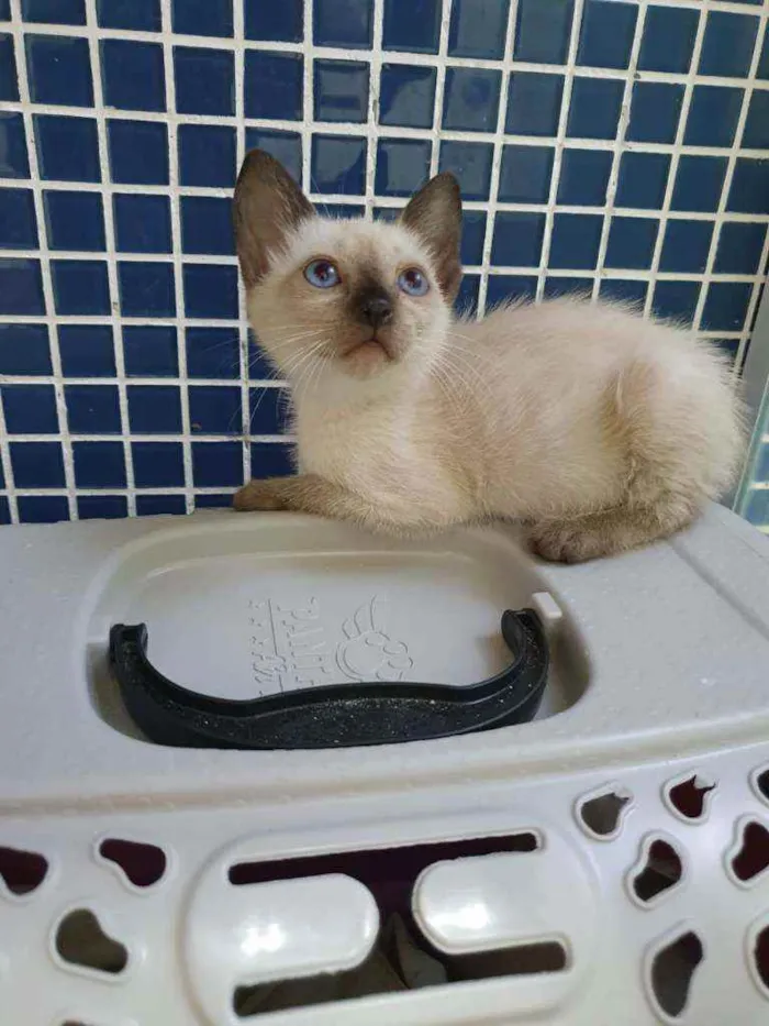 Gato ra a SRD idade Abaixo de 2 meses nome Sialata