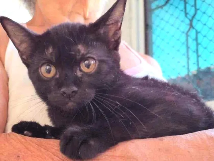 Gato ra a SRD-ViraLata idade 2 a 6 meses nome Naomi