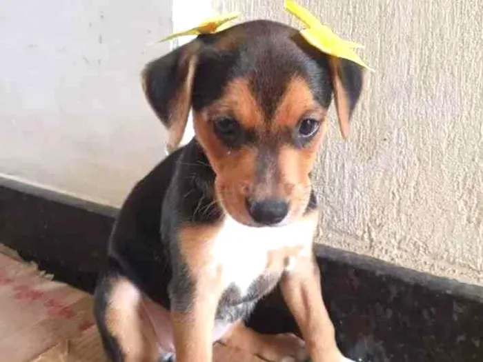 Cachorro raça SRD idade 2 a 6 meses nome Bellinha