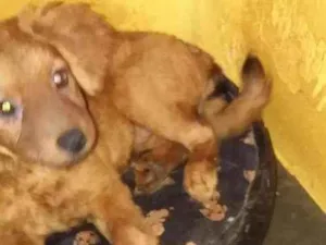 Cachorro raça SRD idade 2 a 6 meses nome Laurinha