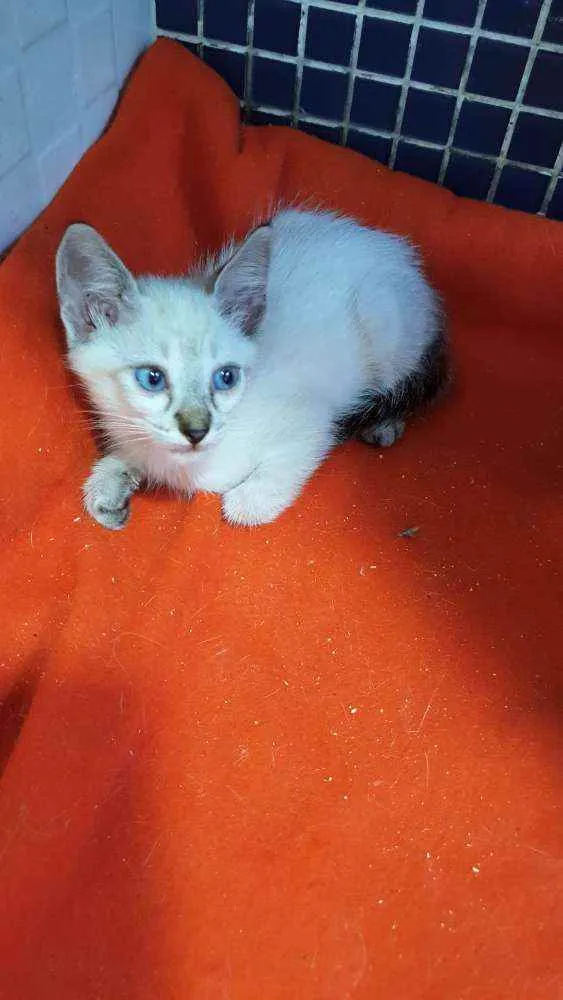 Gato ra a SRD idade Abaixo de 2 meses nome Sialata