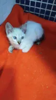 Sialata