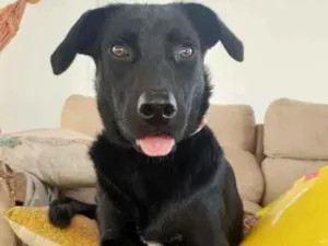 Cachorro raça SRD idade 2 anos nome Belinha