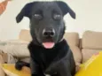 Belinha