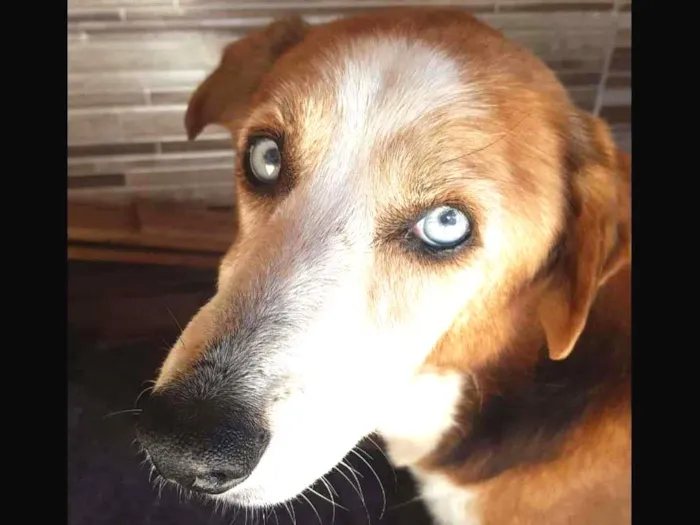 Cachorro ra a SRD-ViraLata idade 6 ou mais anos nome Blue