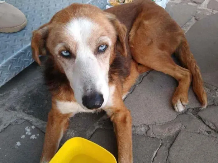 Cachorro ra a SRD-ViraLata idade 6 ou mais anos nome Blue