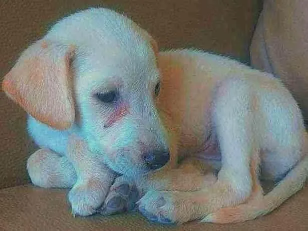 Cachorro ra a Vira Lata  idade 2 a 6 meses nome Morgana