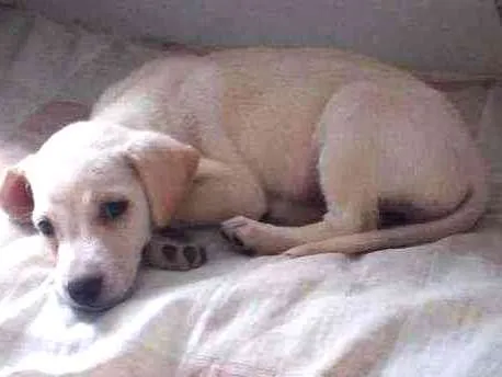 Cachorro ra a Vira Lata  idade 2 a 6 meses nome Morgana