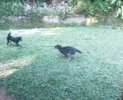 Cachorro ra a SRD-ViraLata idade 1 ano nome Lobinha