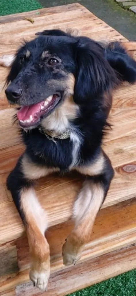 Cachorro ra a SRD-ViraLata idade 1 ano nome Lobinha