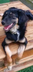 Lobinha