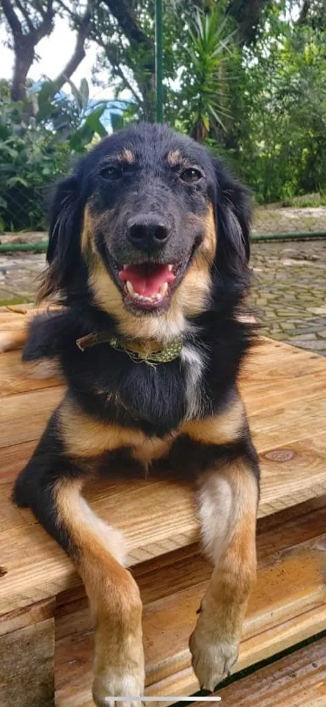 Cachorro ra a SRD-ViraLata idade 1 ano nome Lobinha