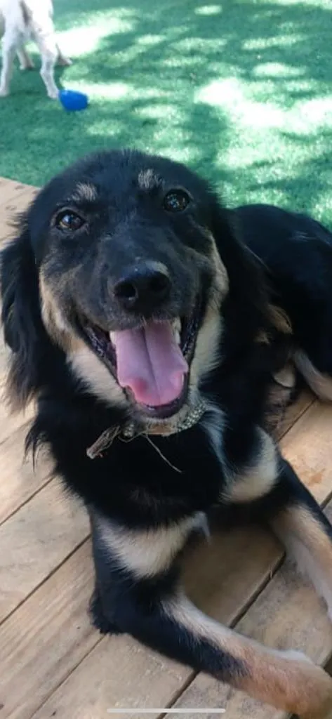 Cachorro ra a SRD-ViraLata idade 1 ano nome Lobinha